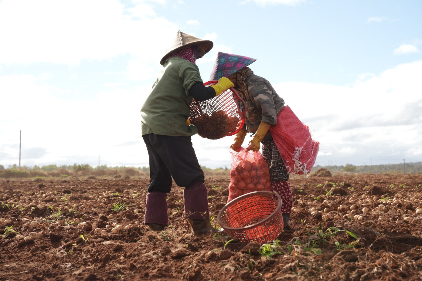 Năng suất khoai của mô hình khi thu hoạch trung bình đạt 23-26 tấn/ha, cao gấp 3 lần so với canh tác truyền thống Năng suất khoai của mô hình khi thu hoạch trung bình đạt 23-26 tấn/ha, cao gấp 3 lần so với canh tác truyền thống