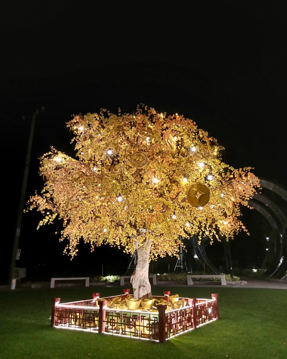 Cây mai “thần tài” khổng lồ cầu chúc cho năm mới thịnh vượng và đủ đầy