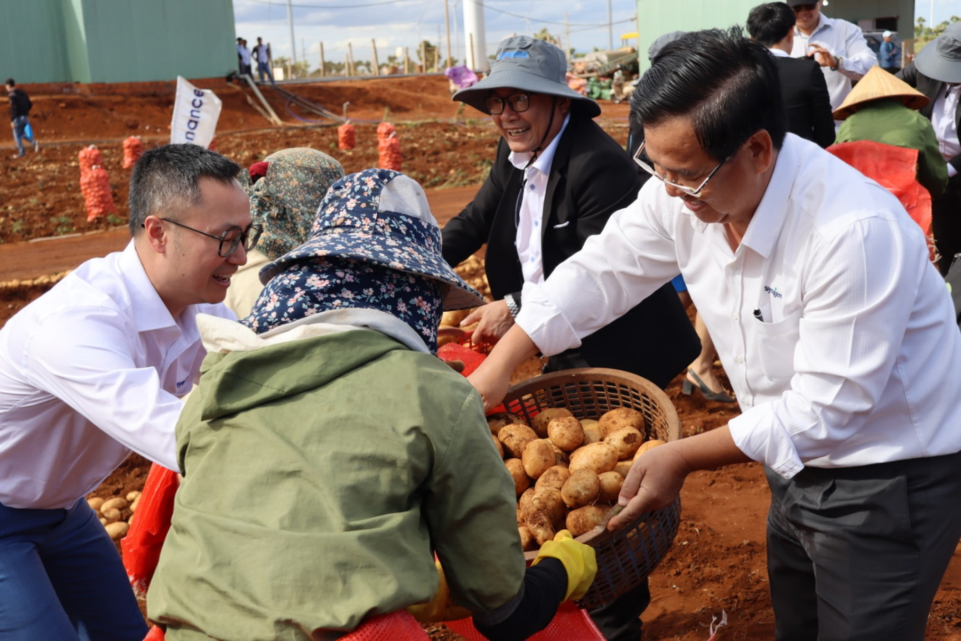 Đại diện ban ngành và các đối tác tham gia thu hoạch khoai tây cùng bà con nông dân Đại diện ban ngành và các đối tác tham gia thu hoạch khoai tây cùng bà con nông dân
