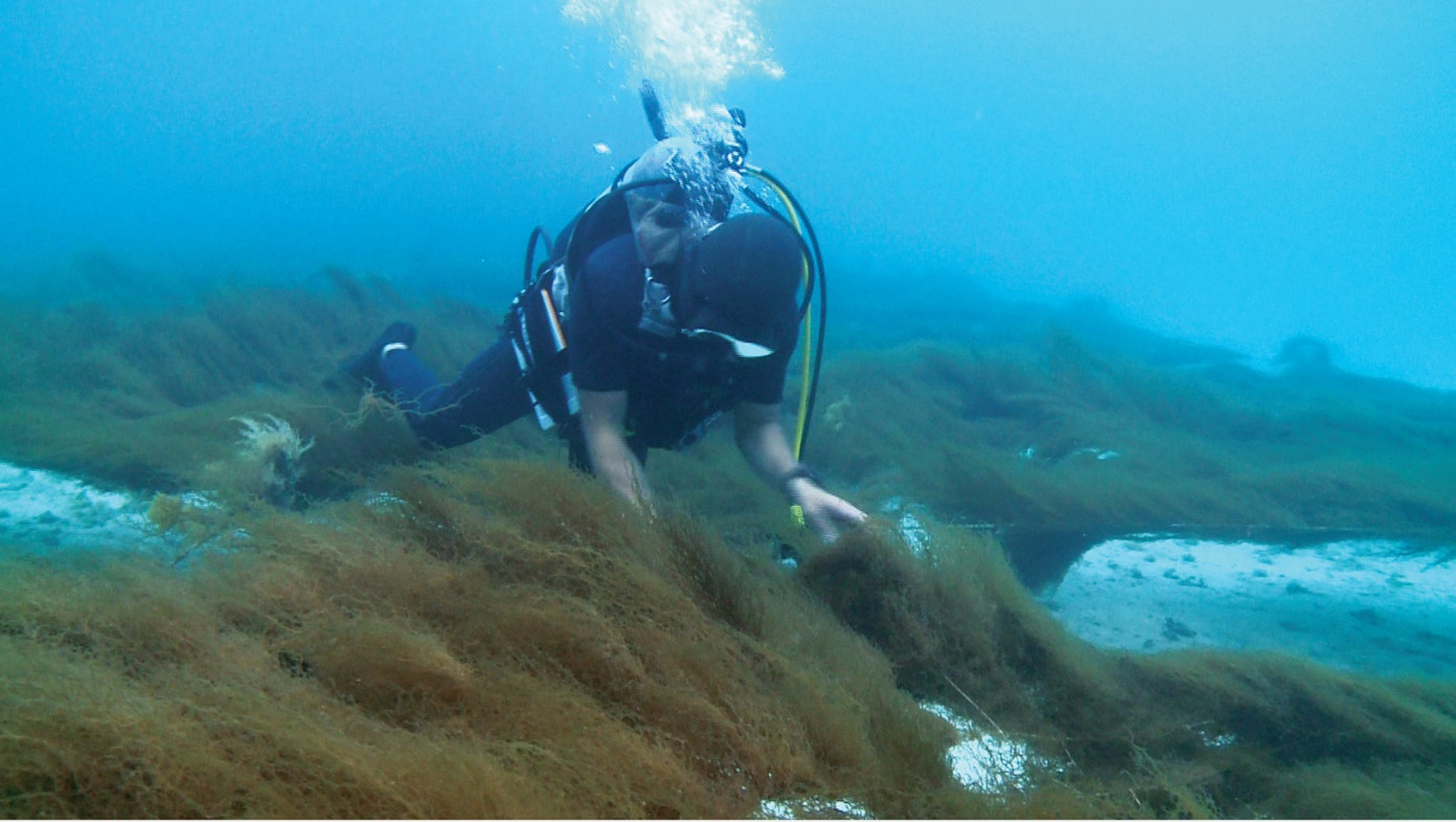 Nuôi trồng, thu hoạch tảo tại đảo Okinawa, Nhật Bản. Nuôi trồng, thu hoạch tảo tại đảo Okinawa, Nhật Bản.
