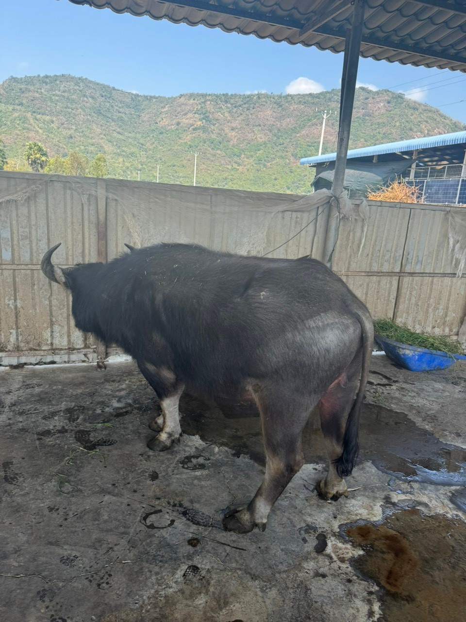 Mặt “đàn ông” - mông “đàn bà”