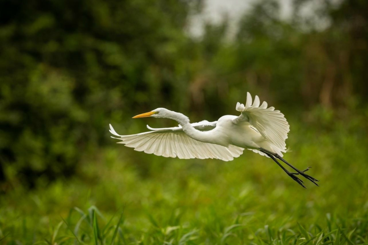 Đã mắt trước vẻ đẹp kỳ diệu của vũ khúc sải cánh chào xuân