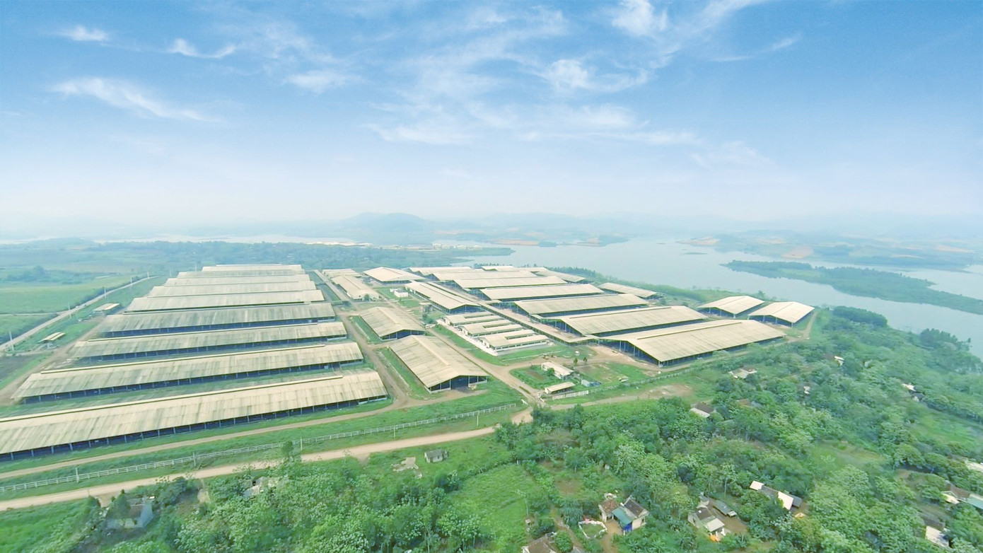 Một phần quang cảnh trang trại bò sữa của Tập đoàn TH bên bờ sông Sào - Nghĩa Đàn - Nghệ An