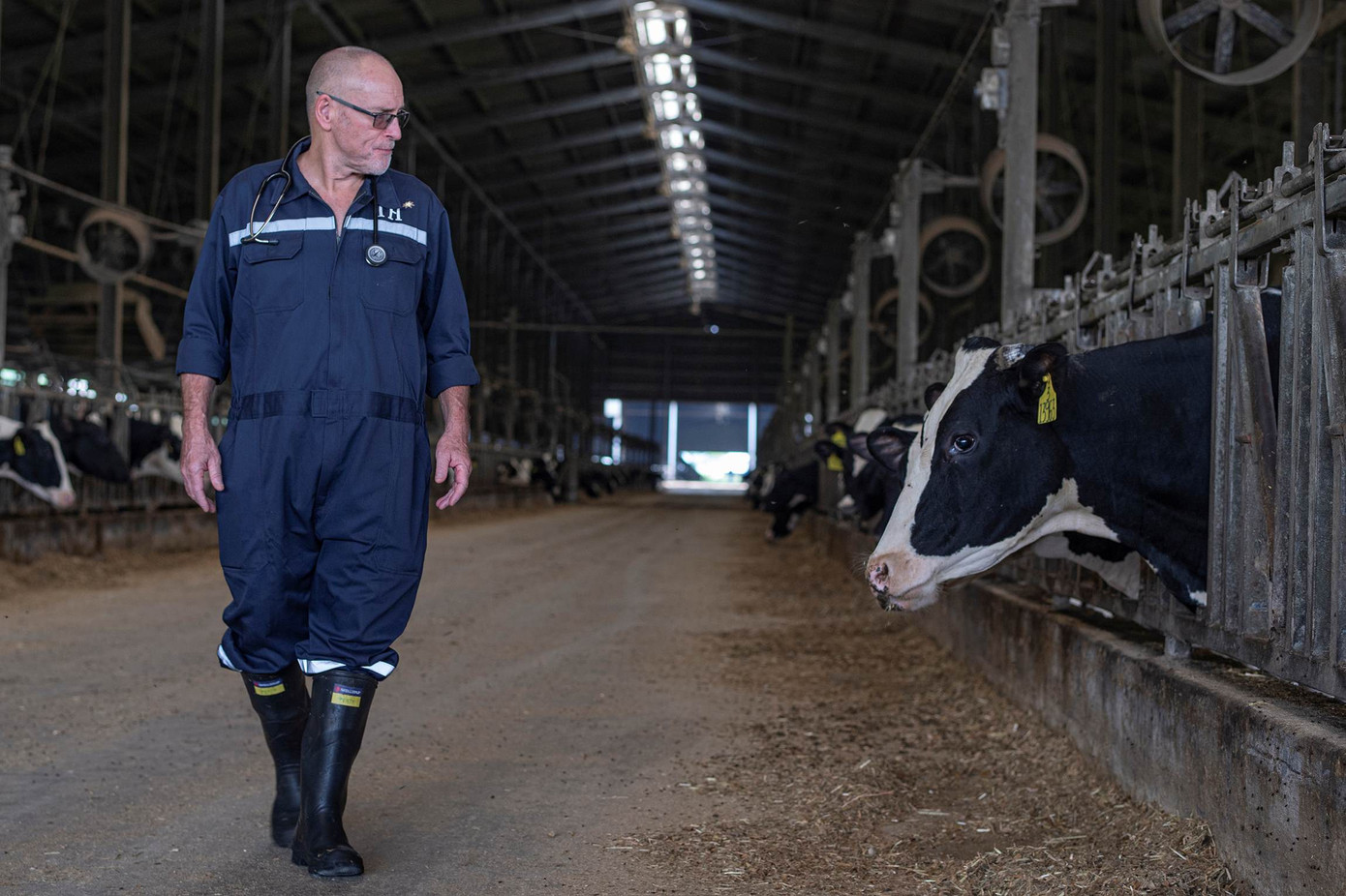 100% nguyên liệu của TH true MILK đến từ đến “1 nguồn duy nhất” chính là các trang trại bò sữa TH