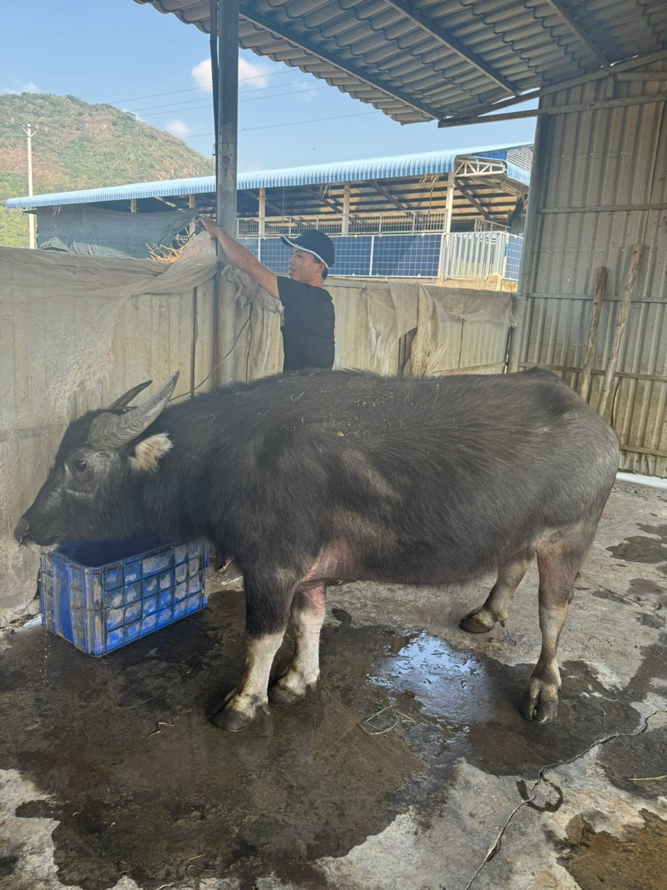 Mọi người có thể lên Youtube gõ Trâu lạ Nghệ An để xem chi tiết