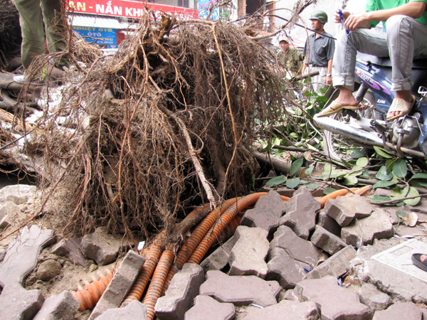 Gốc cây nông, thân cây nặng khiến nó bị bật gốc