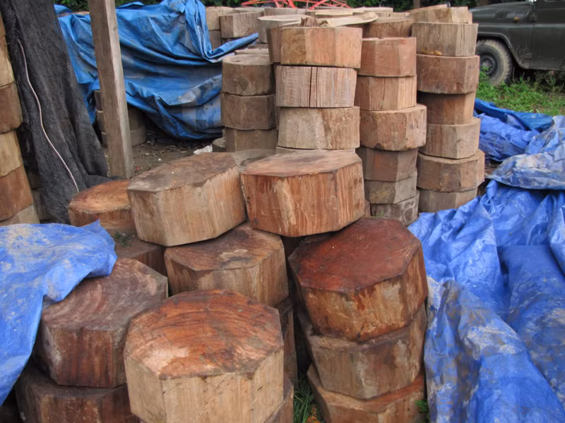 Gỗ nghiến bị lực lượng kiểm lâm Chợ Đồn thu giữ trước đó. Ảnh: Tuấn Nguyễn