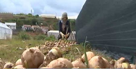 Nhuộm màu, tẩy tem: Hàng Trung Quốc thành đặc sản Đà Lạt ảnh 3