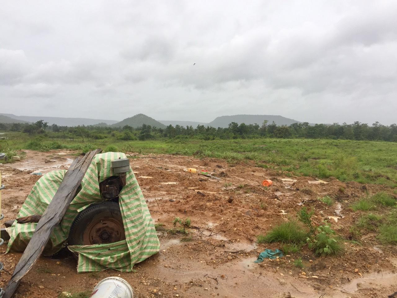 Hơn 34ha rừng bị cày ủi trái phép để trồng cây bạch đàn ở huyện Chư Sê. Ảnh: Đình Văn