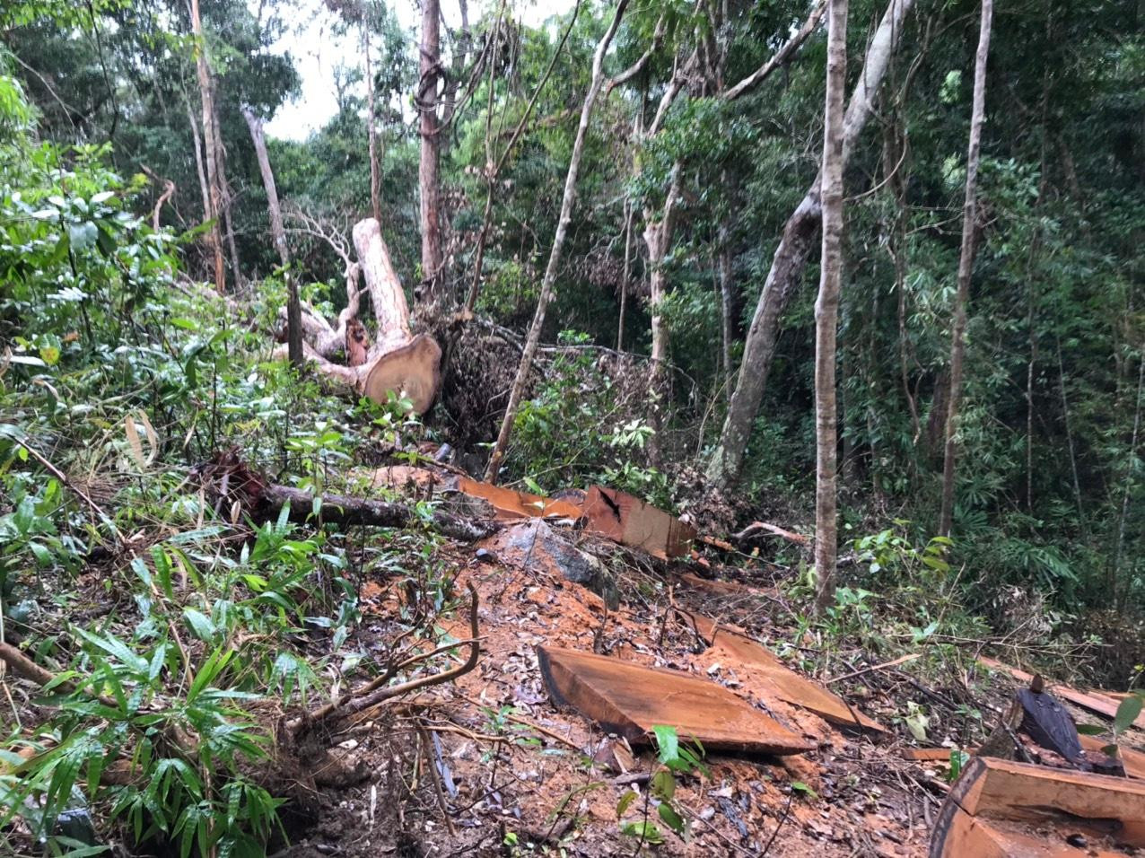 Hiện trường chỉ còn lại cành, bìa, ngọn. Thân gỗ đã bị lâm tặc mang đi.
