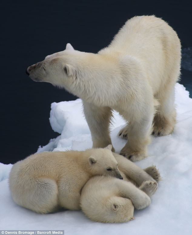 Hai chú gấu con thấm mệt và nằm ngủ