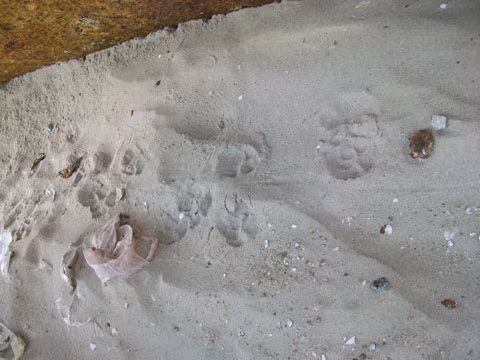 Những dấu chân được cho là của mãnh thú từng để trên bãi cát tại Sơn Trà. Ảnh: HVT