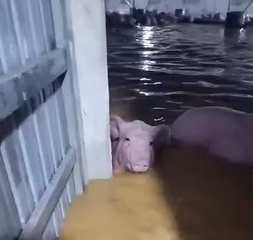 Thời điểm nước dâng, lợn trôi theo dòng nước vào các khu dân cư.