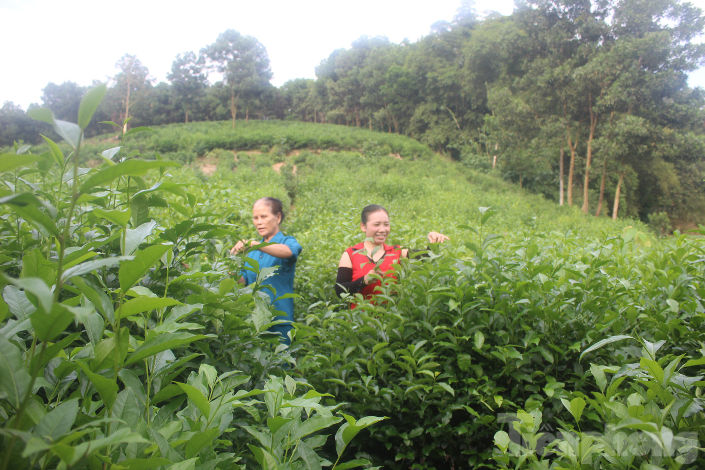 Đồi chè của hộ dân ở xã Cát Tân, huyện Như Xuân, Thanh Hoá.