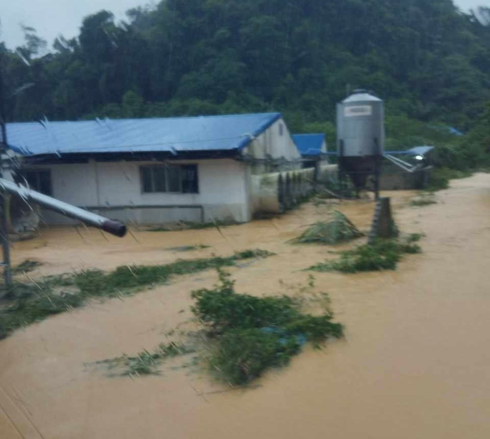 Nước ngập nhanh, bao quanh khu trang trại