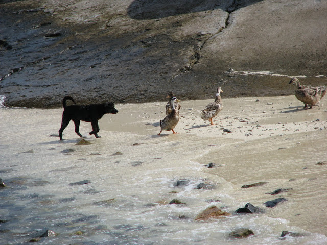 Chú chó vừa quay ra chỗ khác, cả đàn vịt ù té xuống biển và bị... xích cổ, đuổi lên ngay 