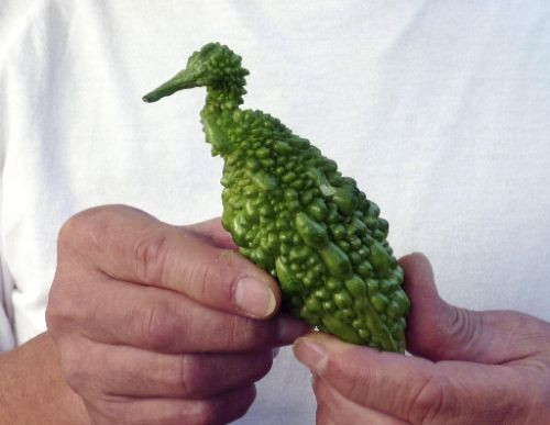 Cà chua có hai sừng ở Lancashire - Anh Củ khoai tây giống trái tim của xứ Wales Quả dưa chuột giống một con vịt đang bơi được tìm thấy ở Lincolnshire - Anh Quả lạc tiên có hình thù tế nhị được phát hiện tại thành phố San Jose de Ribamar - Brazil Quả mướp đắng hình chim hạc ở tỉnh Saitama - Nhật Bản Rễ cây có hình dáng giống người đàn ông tìm thấy ở Phúc Kiến - Trung Quốc Củ khoai tây hình con gấu ở Cambridge Củ hà thủ ô hình người tìm thấy ở Khúc Giang - Trung Quốc Quả cà chua mọc hai tai giống hình con thỏ ở Hampshire - Anh Cà chua có hai sừng ở Lancashire - Anh Củ khoai tây giống trái tim của xứ Wales Quả dưa chuột giống một con vịt đang bơi được tìm thấy ở Lincolnshire - Anh Quả lạc tiên có hình thù tế nhị được phát hiện tại thành phố San Jose de Ribamar - Brazil Quả mướp đắng hình chim hạc ở tỉnh Saitama - Nhật Bản Rễ cây có hình dáng giống người đàn ông tìm thấy ở Phúc Kiến - Trung Quốc Củ khoai tây hình con gấu ở Cambridge Củ hà thủ ô hình người tìm thấy ở Khúc Giang - Trung Quốc Quả cà chua mọc hai tai giống hình con thỏ ở Hampshire - Anh