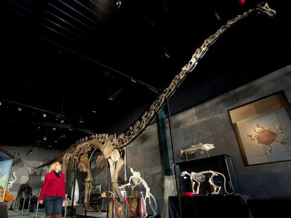 Hóa thạch bộ xương khủng long Diplodocus Longus. (Nguồn: news168.co.uk)