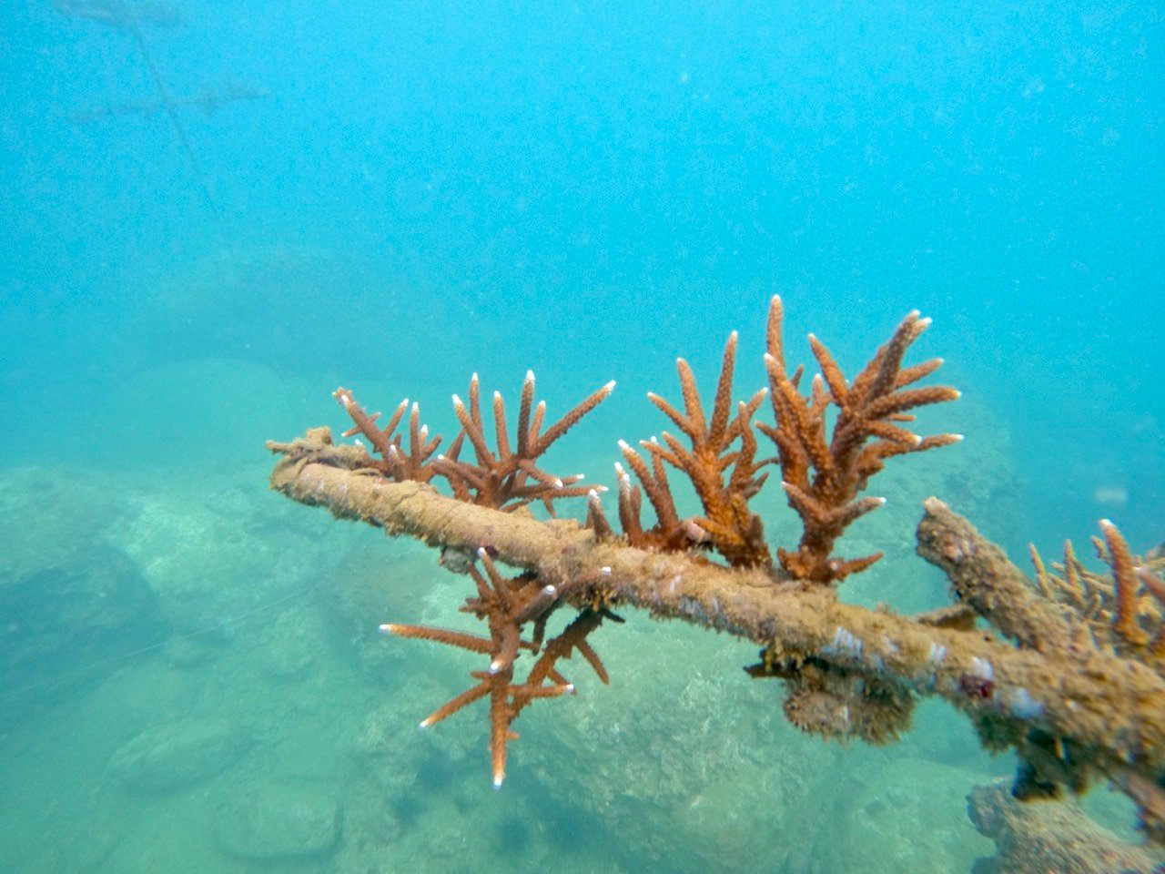 Giá thể san hô phát triển tốt sau khi được nhóm nuôi cấy dưới đáy biển Giá thể san hô phát triển tốt sau khi được nhóm nuôi cấy dưới đáy biển