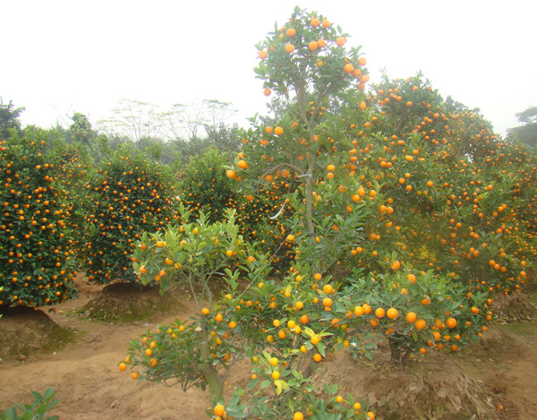 Giá quất năm nay trung bình từ vài trăm đến hàng chục triệu một gốc.