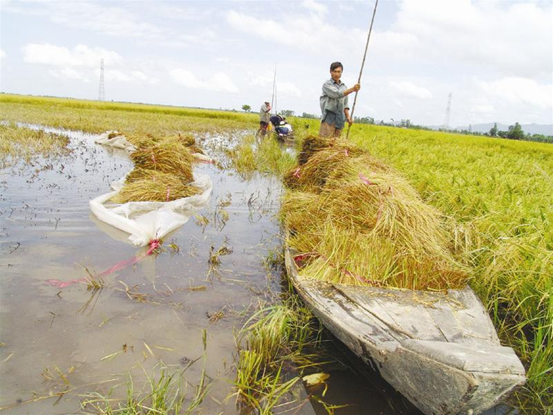 VFA nắm số phận của hàng triệu người trồng lúa, nhưng sản phẩm của chính nông dân đang bị tổ chức này làm giá
