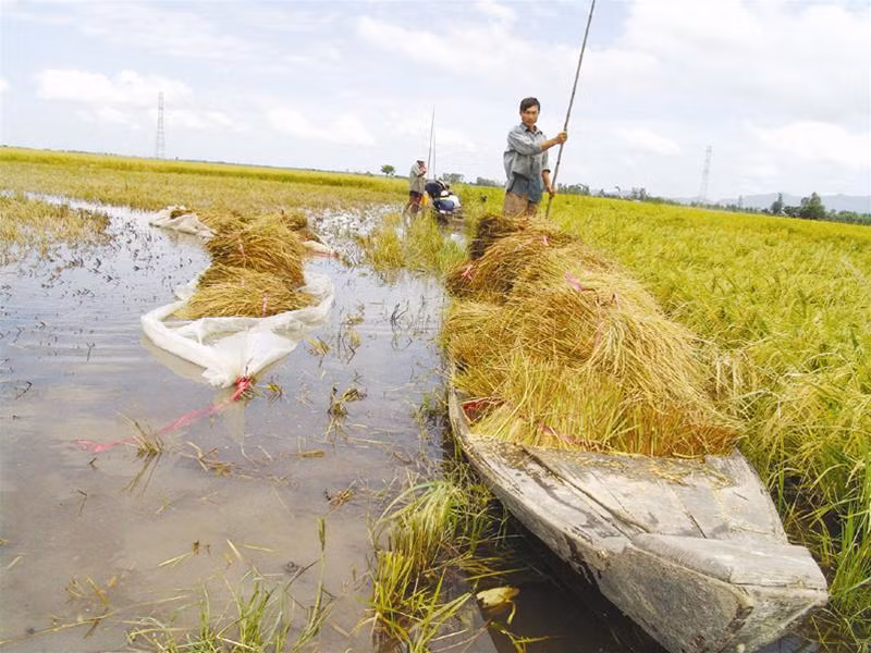 VFA nắm số phận của hàng triệu người trồng lúa, nhưng sản phẩm của chính nông dân đang bị tổ chức này làm giá