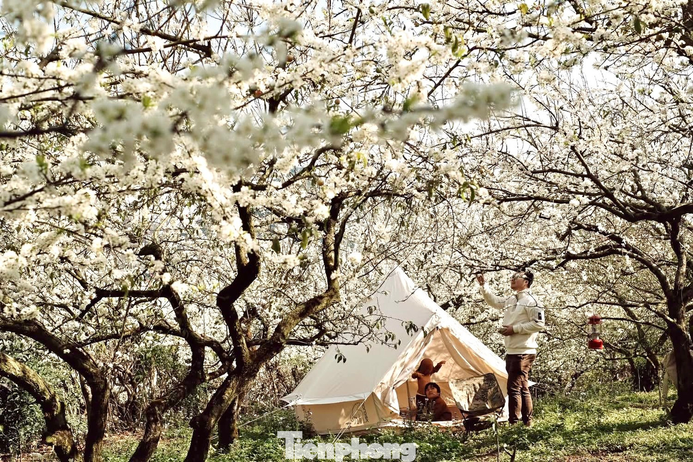 Du khách tới Mộc Châu mùa hoa mận. Du khách tới Mộc Châu mùa hoa mận.