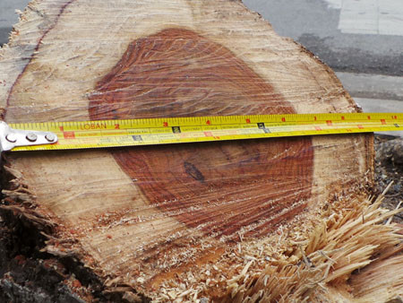 Lõi cây sưa có đường kính khoảng