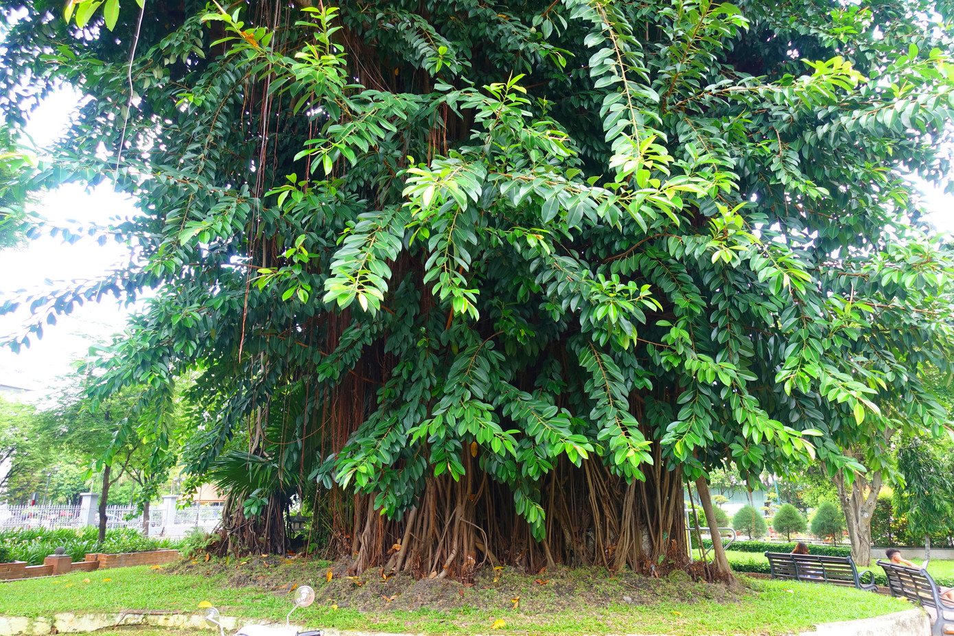 Cây đa cổ thụ hơn 300 năm tuổi bên trong công viên.