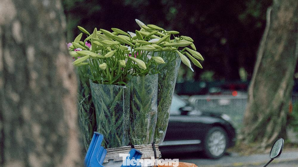 Những nụ hoa xanh mướt chỉ cần từ 1-2 ngày là sẽ nở ra những bông hoa trắng tinh mang một mùi hương dịu nhẹ Những nụ hoa xanh mướt chỉ cần từ 1-2 ngày là sẽ nở ra những bông hoa trắng tinh mang một mùi hương dịu nhẹ