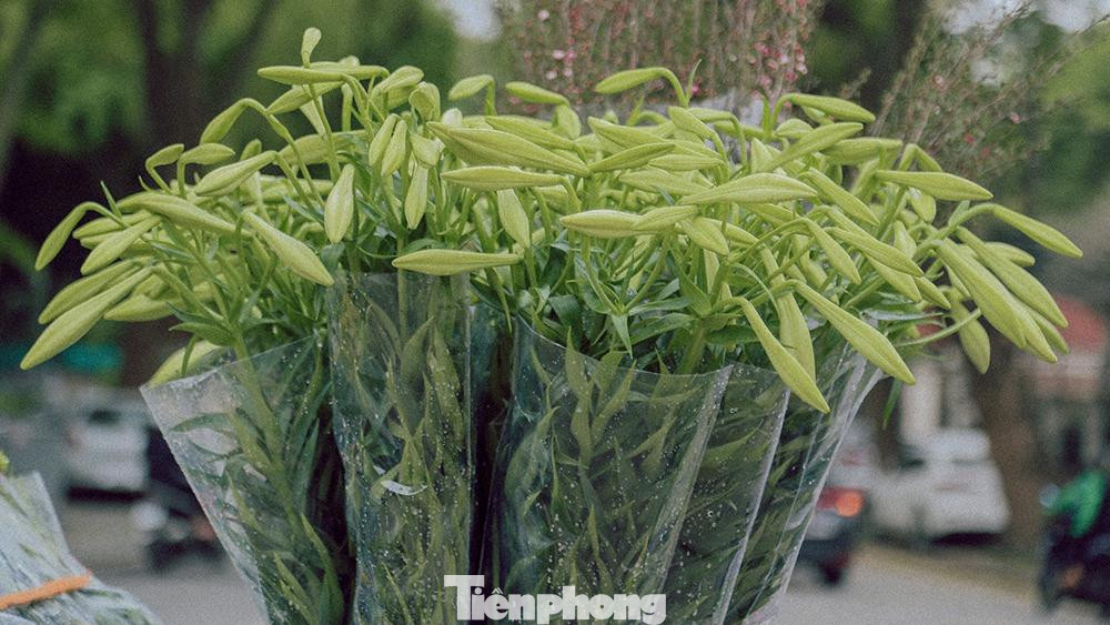 Thường thì đầu tháng 4, loa kèn mới nở rộ, nhưng mới chớm đến cuối tháng 3 hoa lên xanh mướt rong ruổi khắp phố phường Hà Nội Thường thì đầu tháng 4, loa kèn mới nở rộ, nhưng mới chớm đến cuối tháng 3 hoa lên xanh mướt rong ruổi khắp phố phường Hà Nội