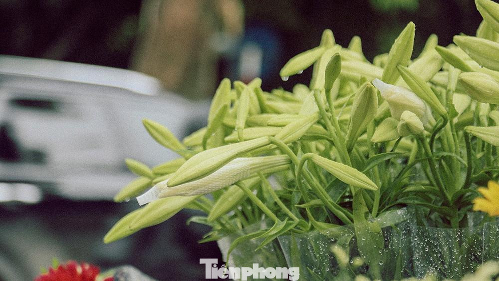 Thoạt đầu, nếu ai không biết sẽ rất dễ nhầm hoa loa kèn với hoa ly. Nhưng nếu để ý kỹ sẽ thấy, hoa kèn có nụ nhỏ hơn rất nhiều và mang màu xanh ngọc Thoạt đầu, nếu ai không biết sẽ rất dễ nhầm hoa loa kèn với hoa ly. Nhưng nếu để ý kỹ sẽ thấy, hoa kèn có nụ nhỏ hơn rất nhiều và mang màu xanh ngọc