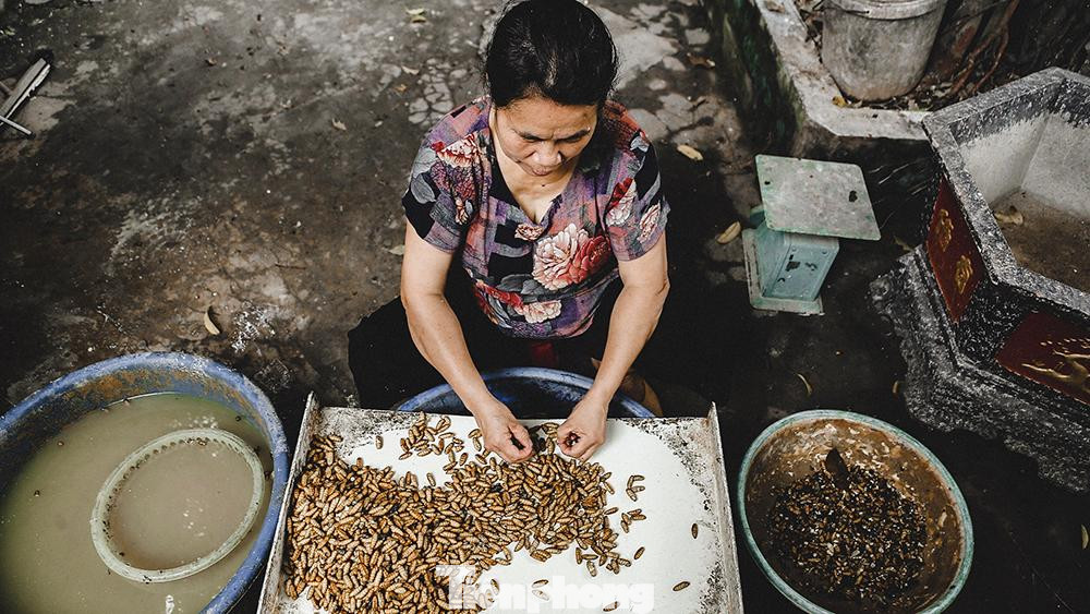 Và đến với Cổ Chất ắt hẳn sẽ phải thưởng thức món Nhộng rang thơm bùi, béo ngậy từ chính người dân lấy ra từ kén và lọc một cách cẩn thận