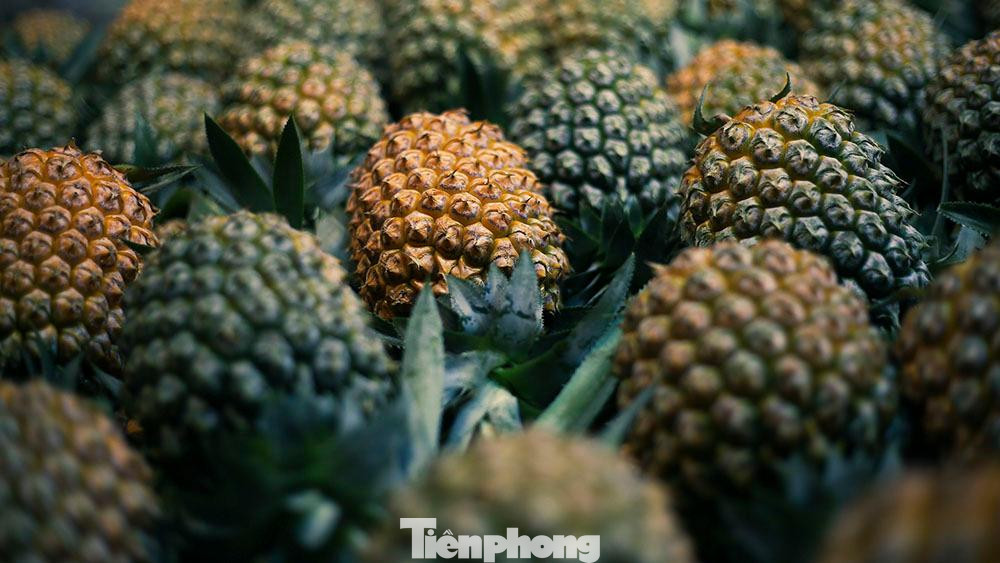 Mỗi quả dứa sẽ được bán với giá trung bình 4.000 đồng/1 quả.