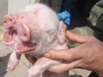 Chú lợn có hai mõm