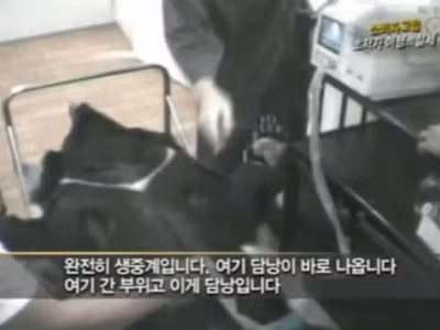 Du khách chứng kiến cách tìm vị trí mật gấu bằng máy dò siêu âm