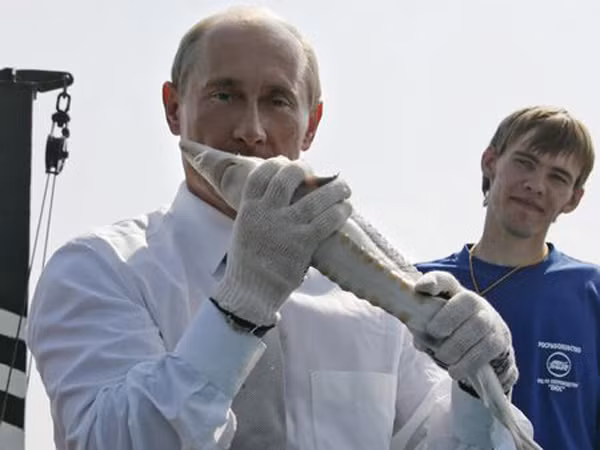 Ông Putin hôn một con cá tầm tại một khu ươm cá giống trên sông Volga năm 2007