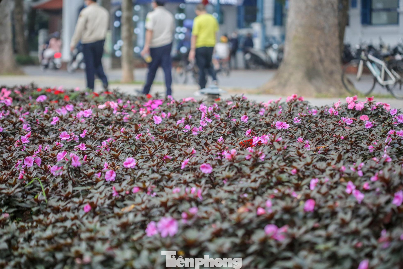 Khu vực bồn hoa đều được trang trí rực rỡ. Khu vực bồn hoa đều được trang trí rực rỡ.