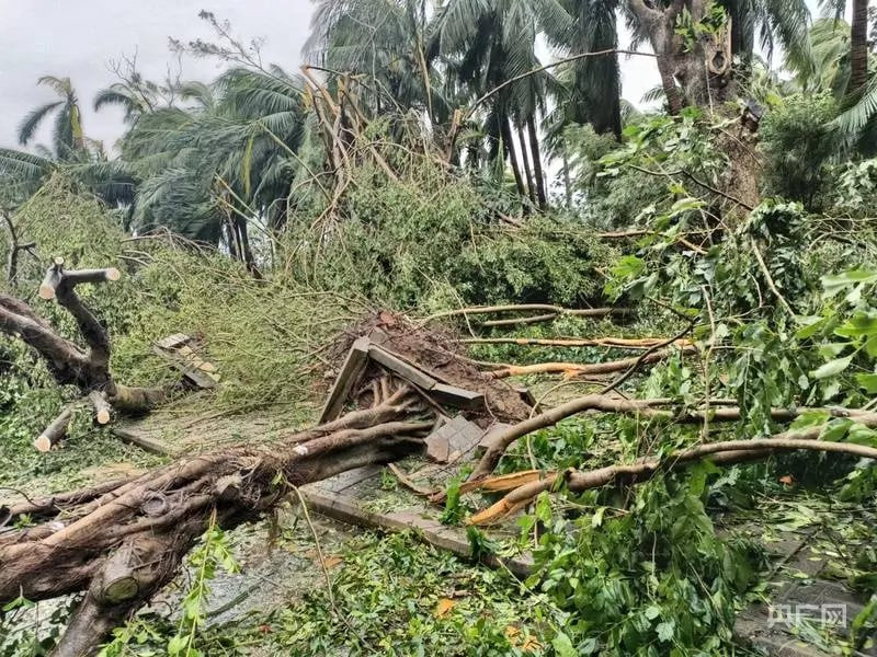 Cây cối bật gốc, đổ rạp hai bên đường.