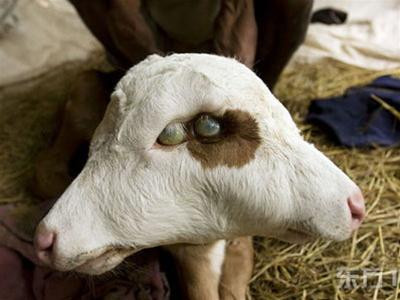 Chú bê này vẫn sống tại Indonesia