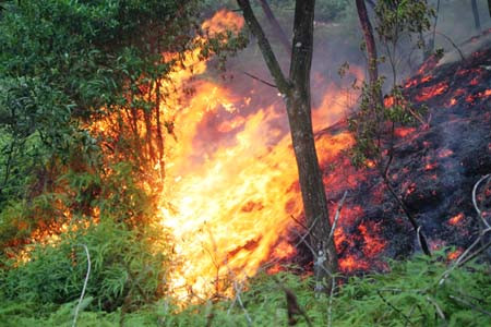 Hàng trăm người vắt kiệt sức chữa cháy cứu rừng ảnh 5