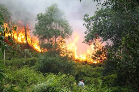 Hàng trăm người vắt kiệt sức chữa cháy cứu rừng ảnh 3