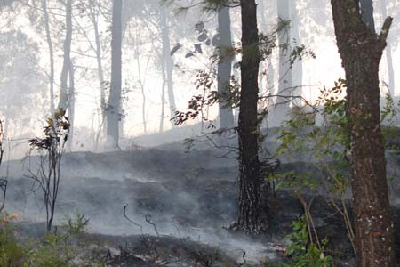 Hàng trăm người vắt kiệt sức chữa cháy cứu rừng ảnh 11