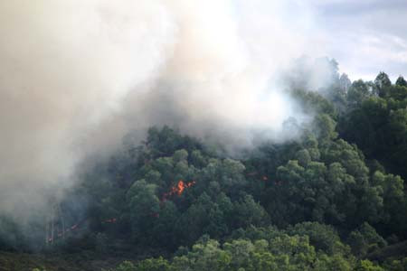 Hàng trăm người vắt kiệt sức chữa cháy cứu rừng ảnh 1