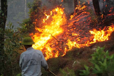 Hàng trăm người vắt kiệt sức chữa cháy cứu rừng ảnh 8