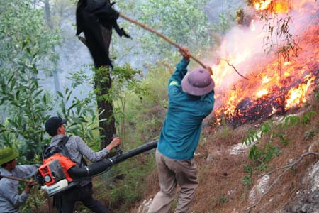 Hàng trăm người vắt kiệt sức chữa cháy cứu rừng ảnh 7