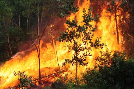 Hàng trăm người vắt kiệt sức chữa cháy cứu rừng ảnh 4