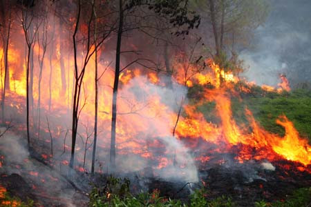 Hàng trăm người vắt kiệt sức chữa cháy cứu rừng ảnh 2