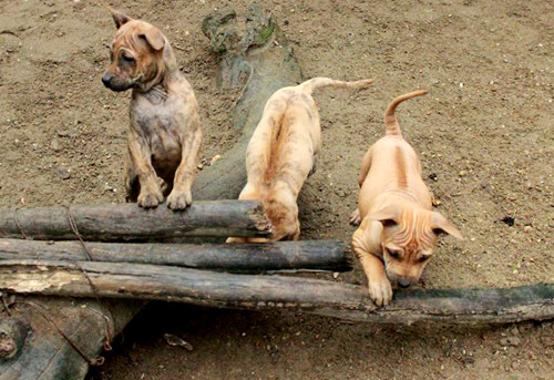 Giống chó Phú Quốc có dải lông mọc ngược ở lưng, dân gian gọi là xoáy. Ảnh: Hoàng Phương. Giống chó Phú Quốc có dải lông mọc ngược ở lưng, dân gian gọi là xoáy. Ảnh: Hoàng Phương