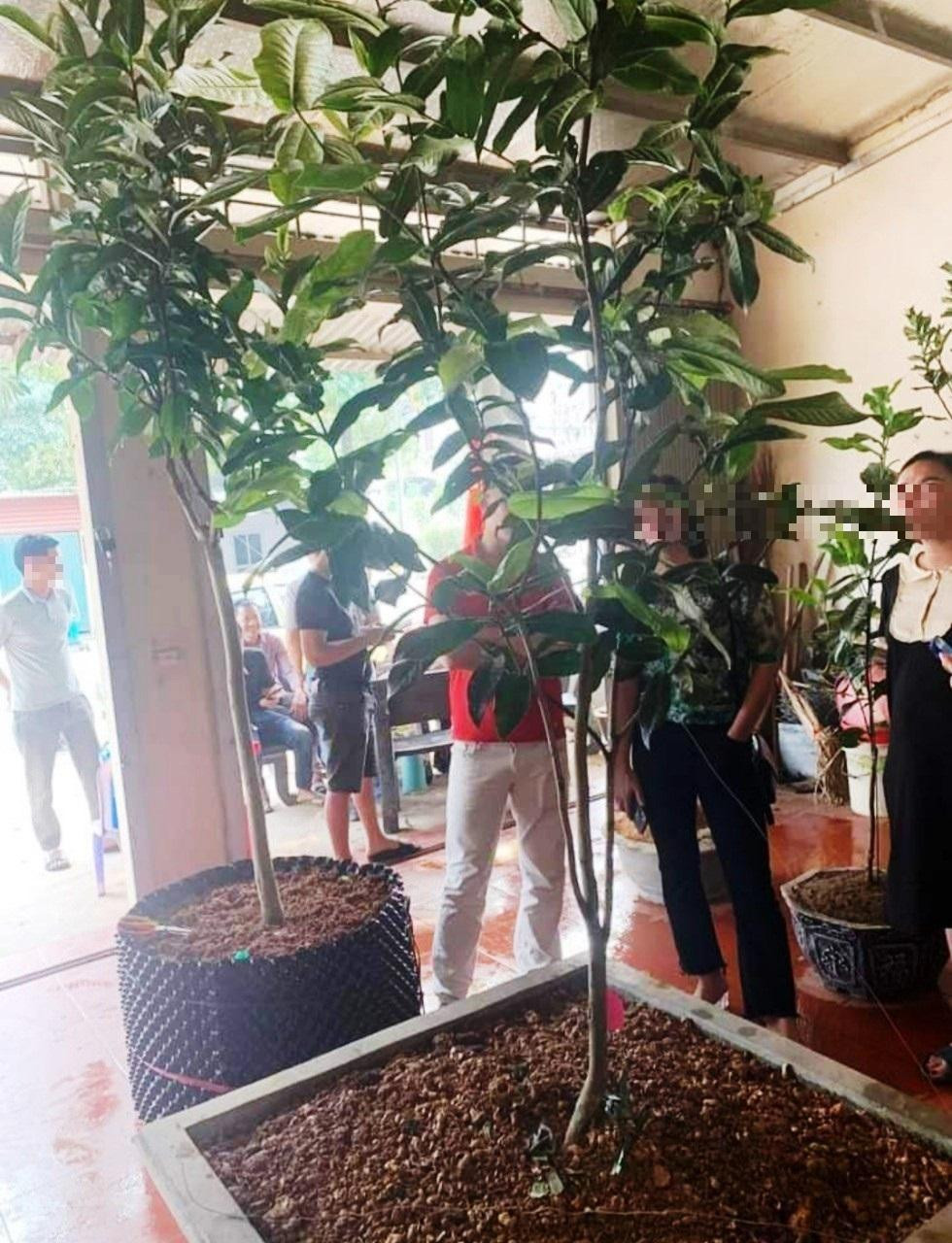 Một cuộc trưng bày, giới thiệu "Bạch hải đường" Một cuộc trưng bày, giới thiệu "Bạch hải đường"